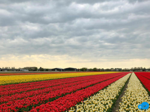 Tulip field @ Keukenhof