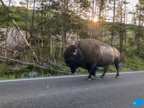 Lone Bison